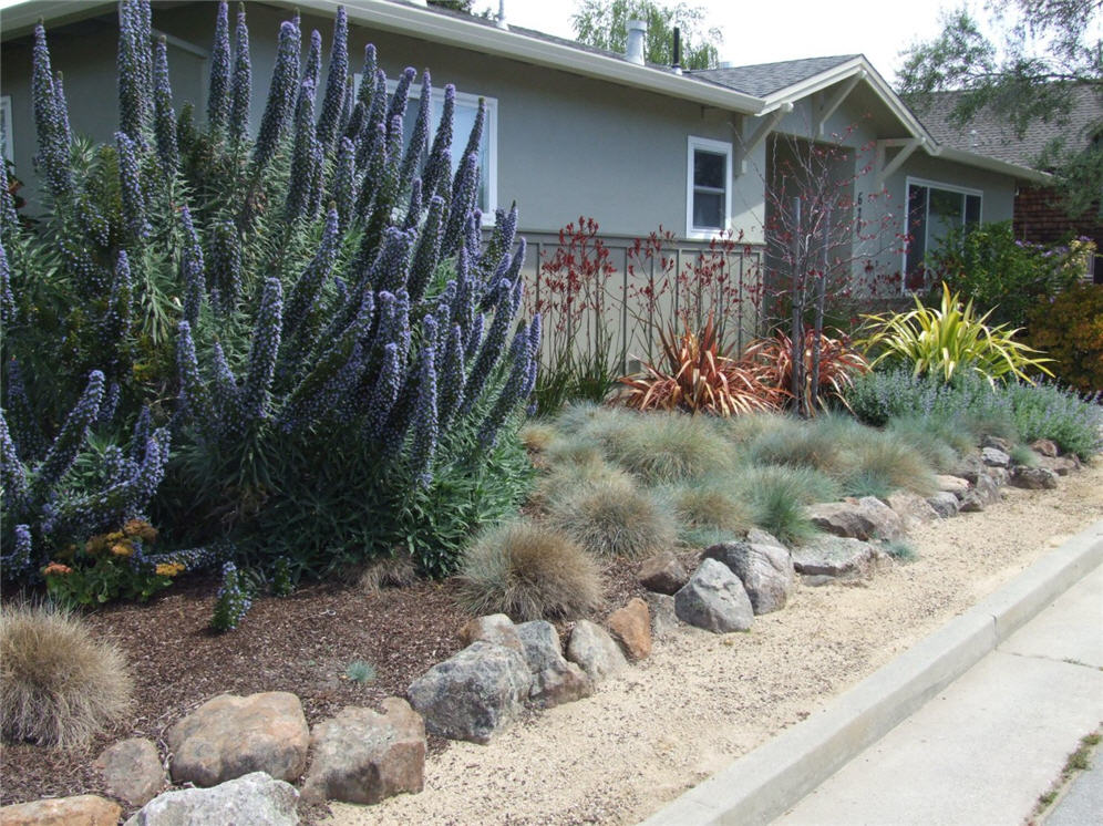 Echium and Friends