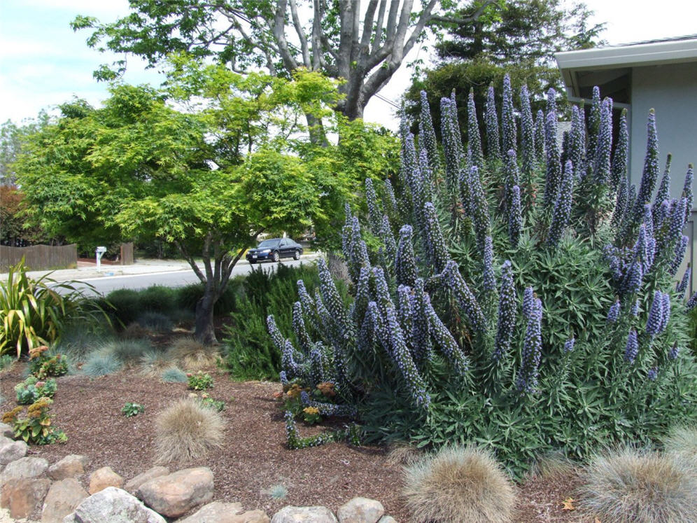 Echium Majesty
