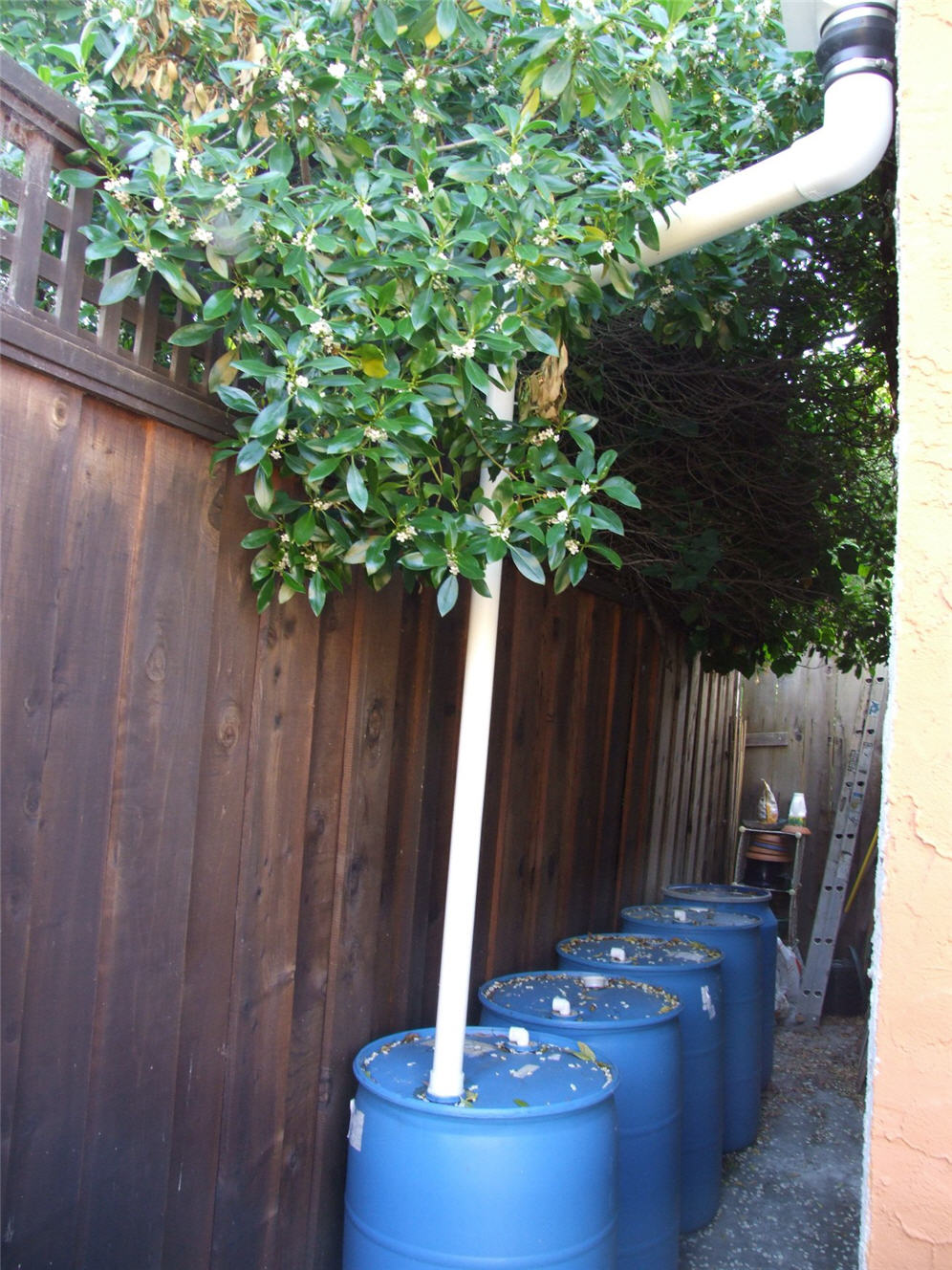 Harvesting Rain Water