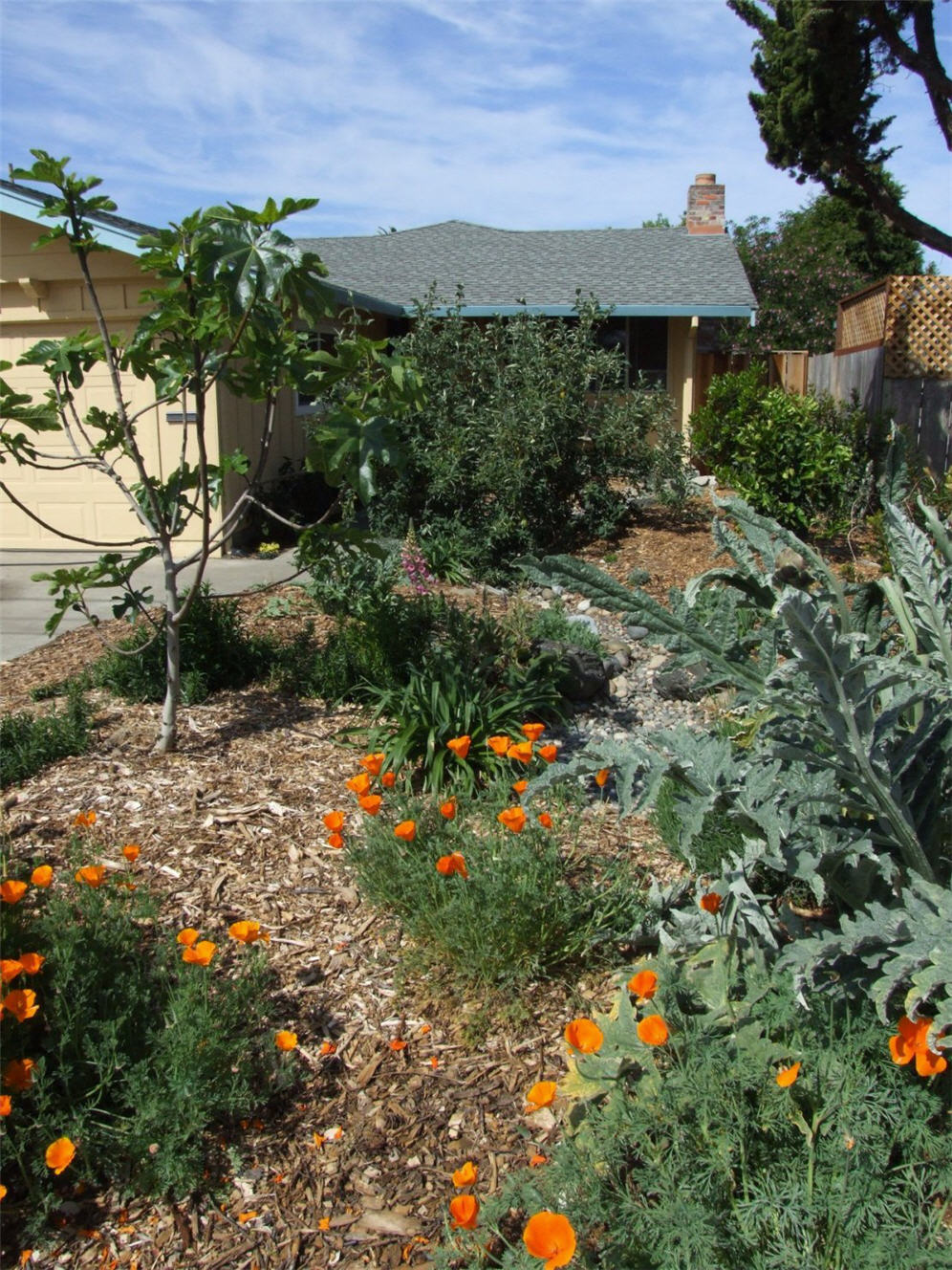 Poppies in the Garden