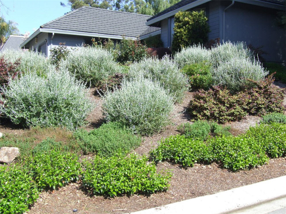 Simple Plantings on Slope