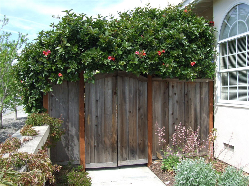 Topped with Trumpet Vines