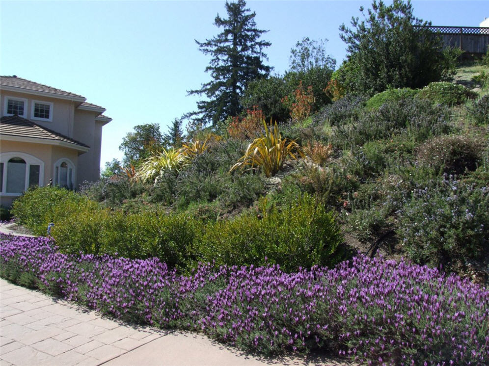 Lavender Bordered Hillside