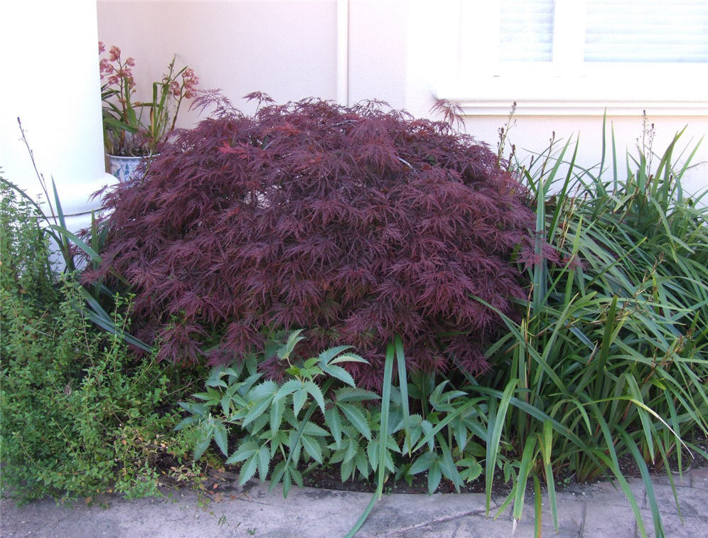 Magestic Maple