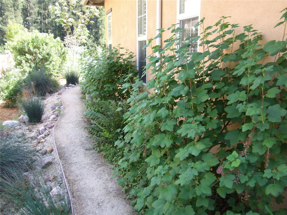 Vertical Plants
