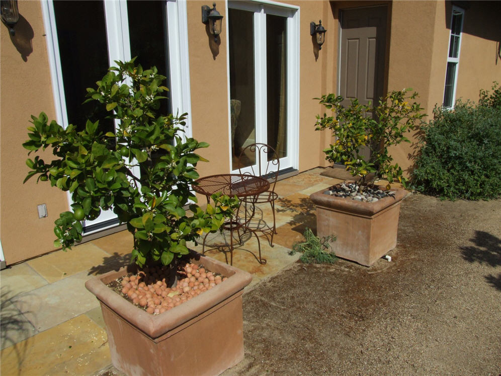 Citrus Plants in Pots