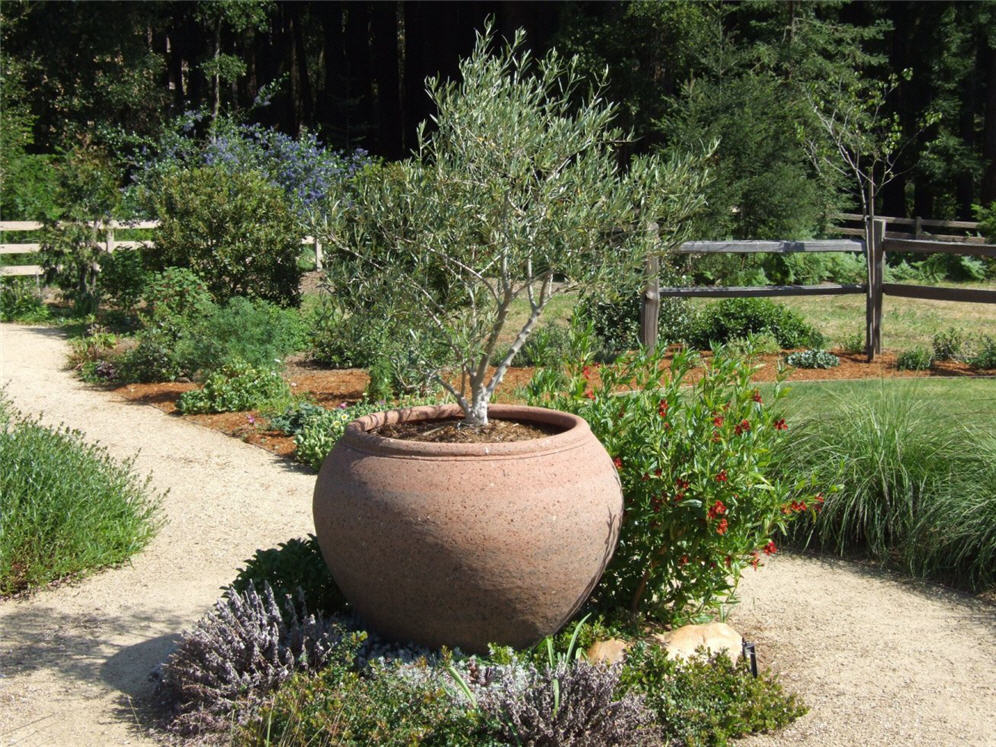 Potted Olive and Friends