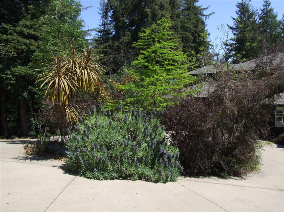 Home Arboretum