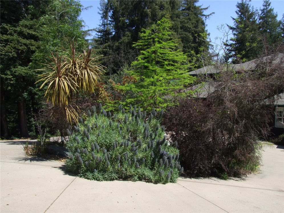 Echium Glory