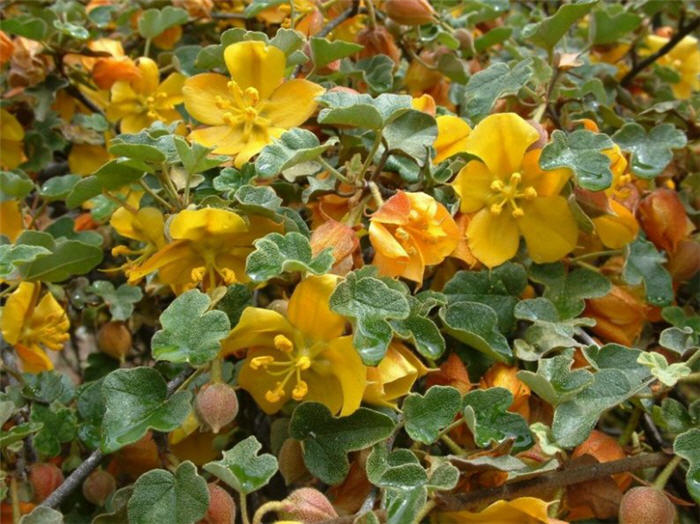 Fremontodendron 'El Dorado Gold'