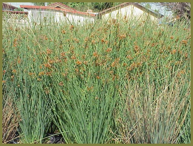 Quartz Creek Rush