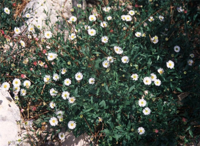 Santa Barbara Daisy