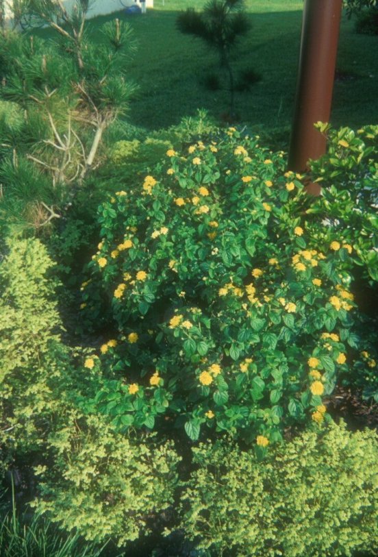 Lantana 'Yellow Bush'