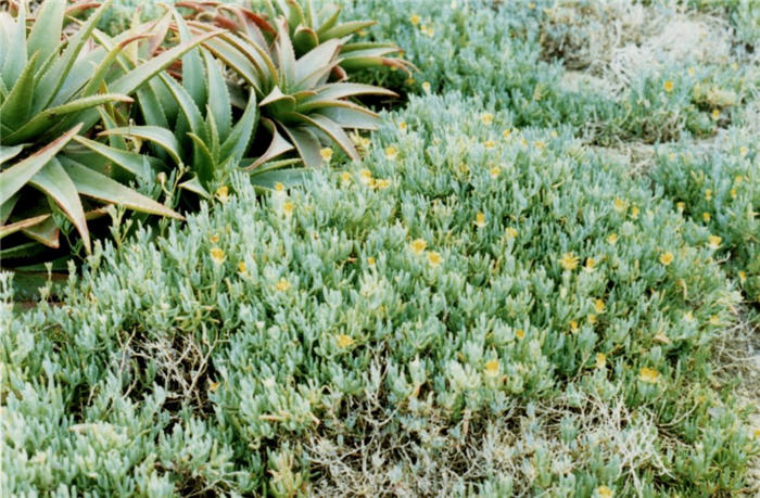 Rocky Point Ice Plant