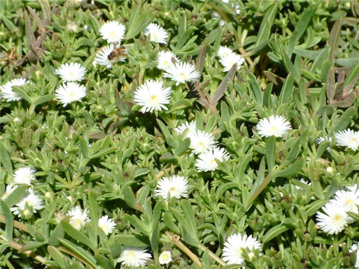 Delosperma 'Alba'