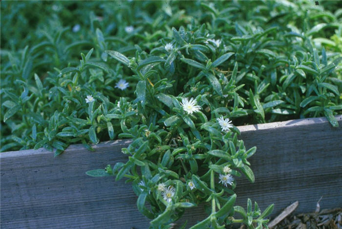 Plant photo of: Delosperma 'Alba'