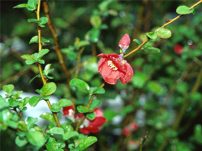 Chaenomeles japonica