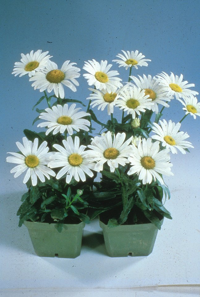 Chrysanthemum frutescens 'Silver Leaf'