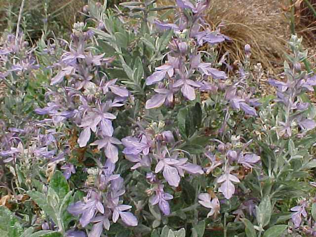 Azurea Bush Germander