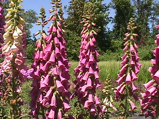 Digitalis purpurea