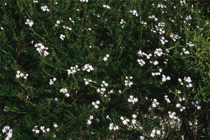 White Peruvuan Verbena