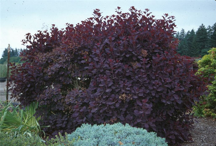 Cotinus coggygria 'Royal Purple'