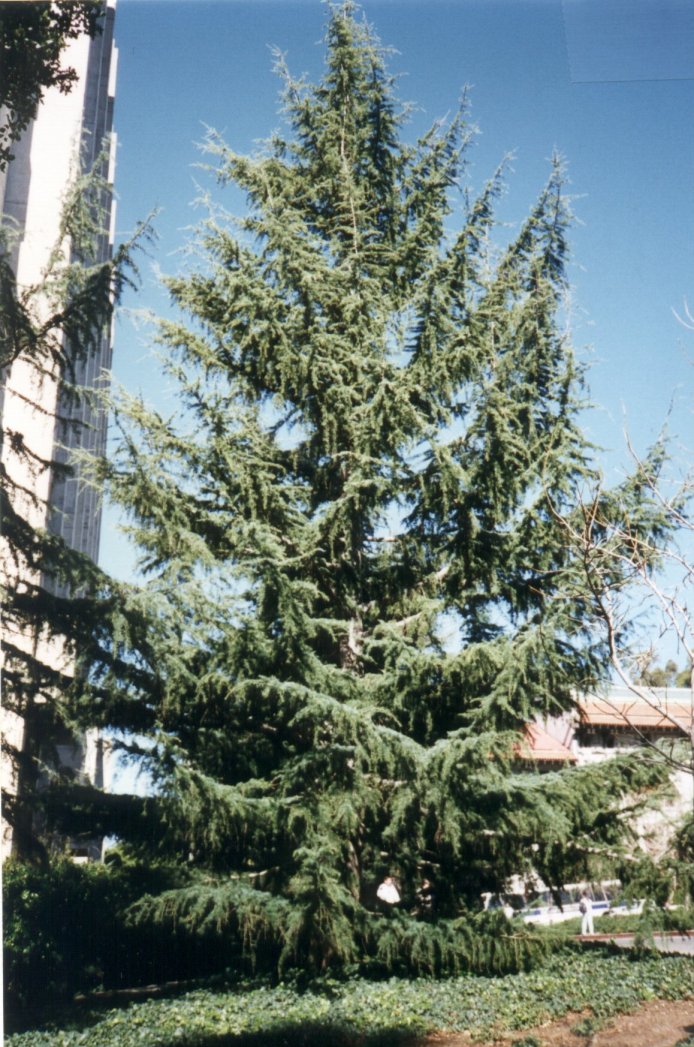 Cedrus deodara