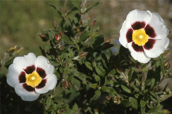 Dry Rockrose