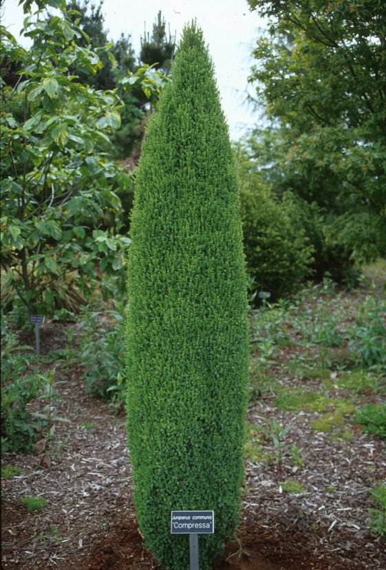 Green Columnar Juniper