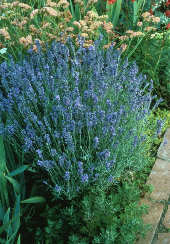 Plant photo of: Lavandula angustifolia 'Lady'