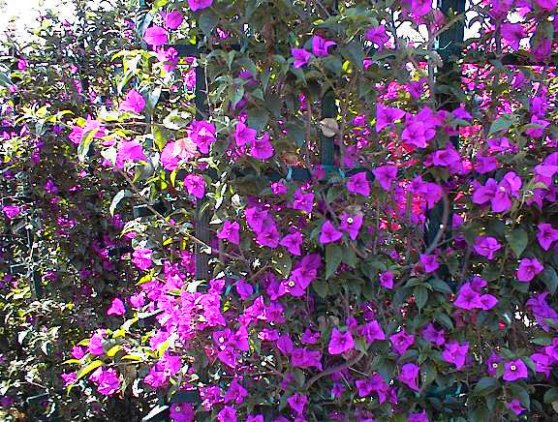 Plant photo of: Bougainvillea spectabilis