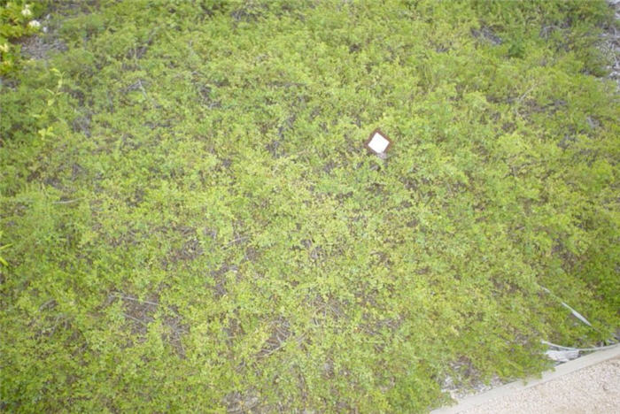 Coyote Bush Prostrate, Dwarf Chapar