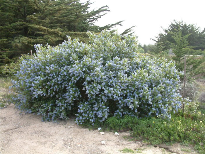 Ceanothus 'Joyce Coulter'