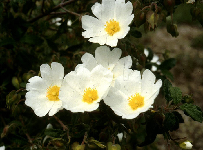 Cistus salviifolius