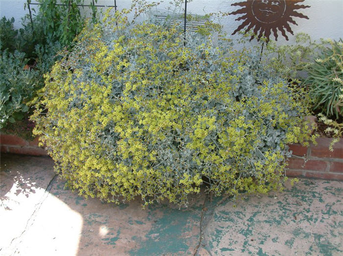 Eriogonum crocatum