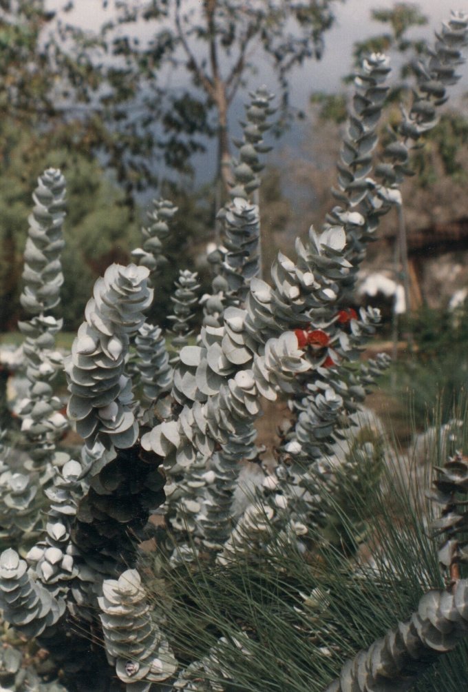 Eucalyptus rhodantha