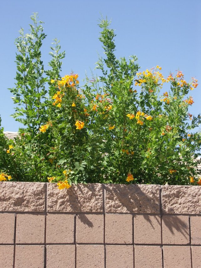 Orange  Bells 'Orange Julibee'