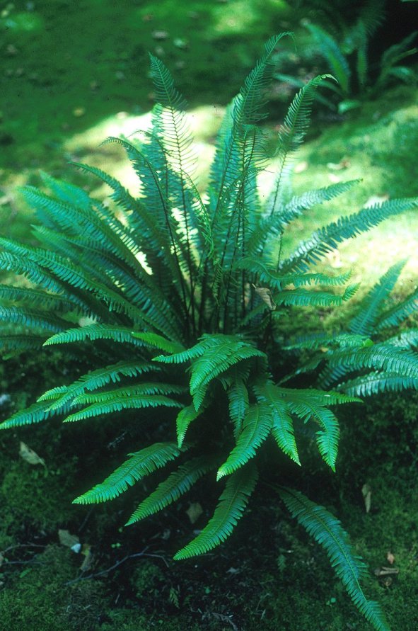 Blechnum spicant