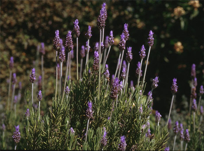 Lavandula dentata