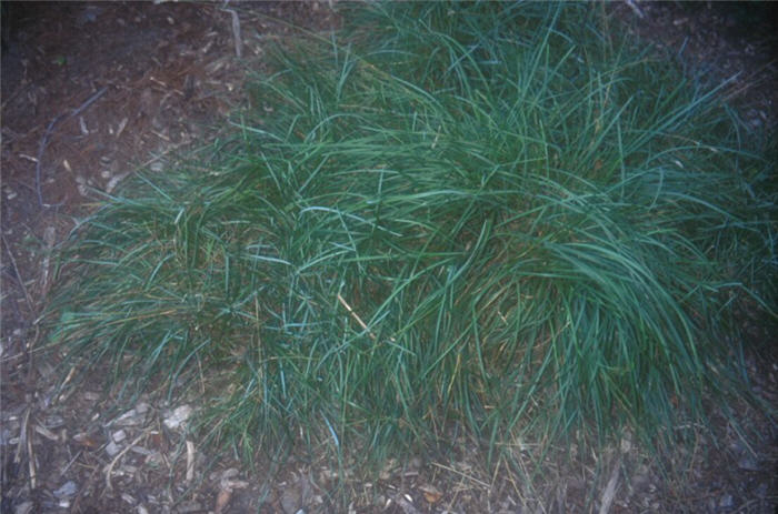 Sesleria caerulea