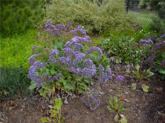 Limonium perezii