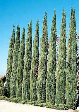 Plant photo of: Cupressus sempervirens