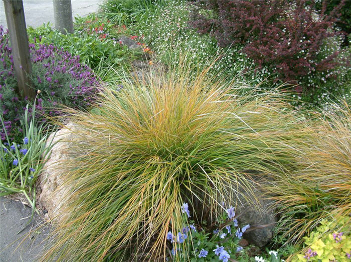 Stipa arundinacea