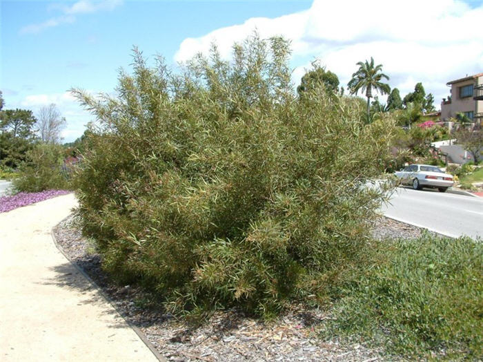 Plant photo of: Rhus lancea