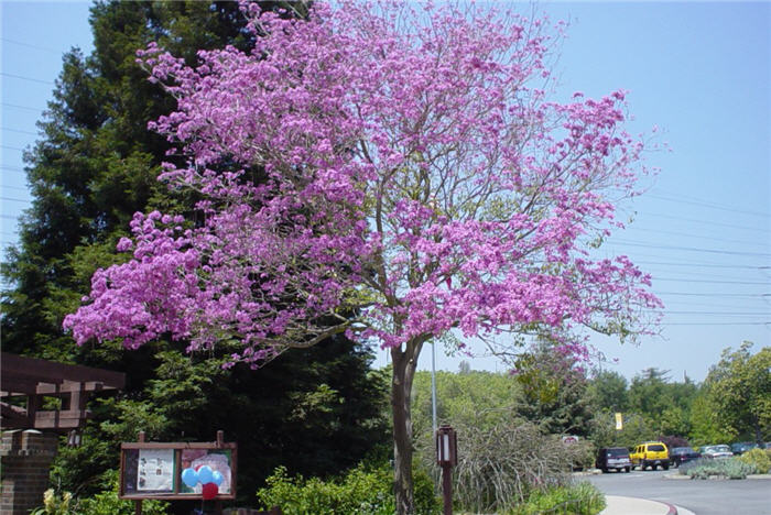 Plant photo of: Robinia X ambigua 'Idahoensis'