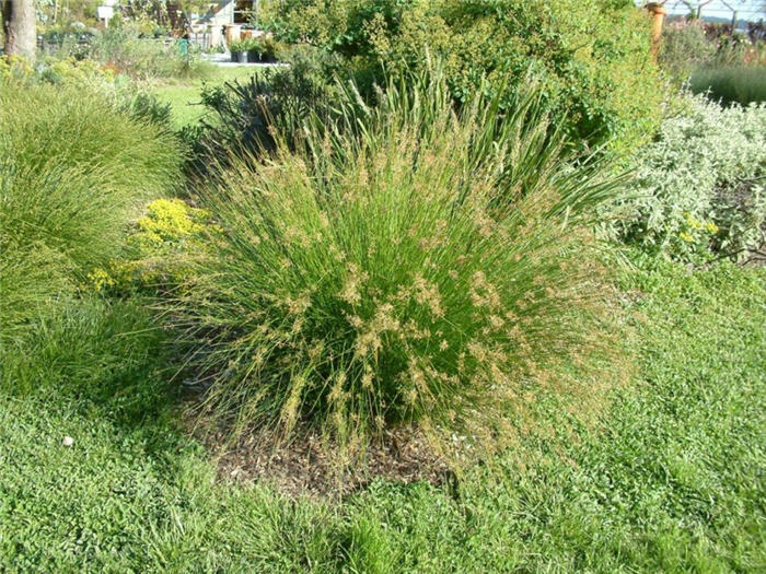 Plant photo of: Sesleria autumnalis