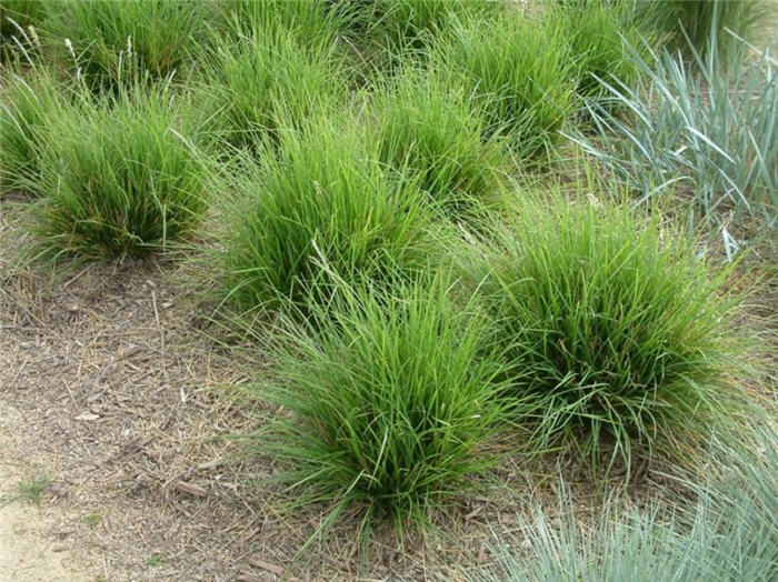 Plant photo of: Sesleria autumnalis