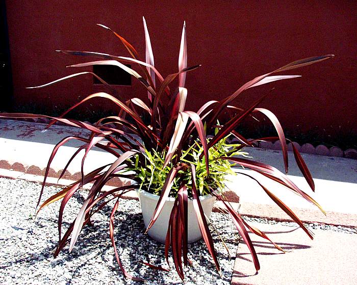 Dazzler Flax