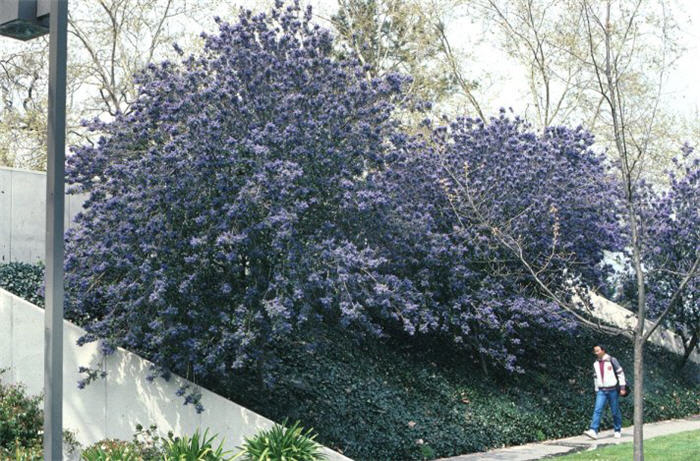 Ceanothus arboreus 'Ray Hartman'