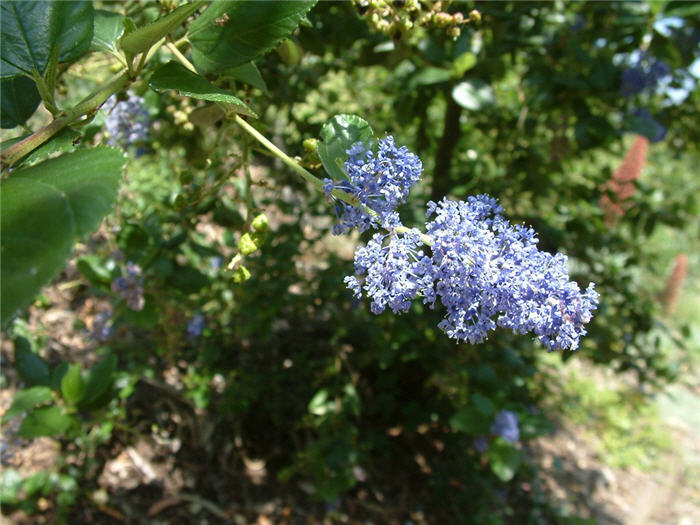 Plant photo of: Ceanothus arboreus 'Ray Hartman'